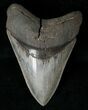 Collector Quality Megalodon Tooth #15990-1
